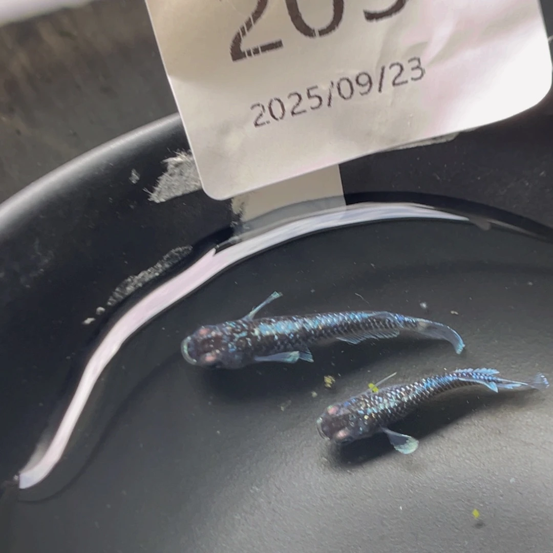 青鳉205午夜裙摆一对