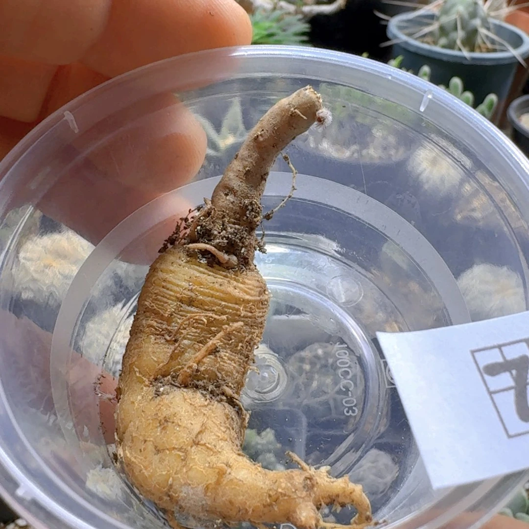 白***豚703黑龙团扇脱土发货