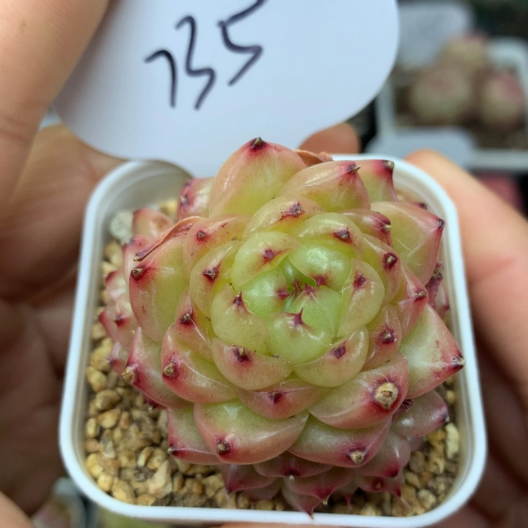 润玉珍妮8头捧花群735