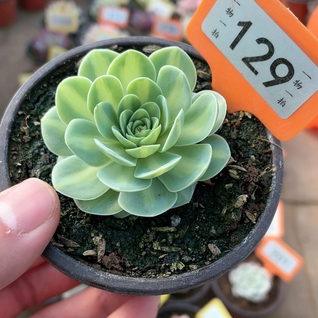 【闪购商品】129号