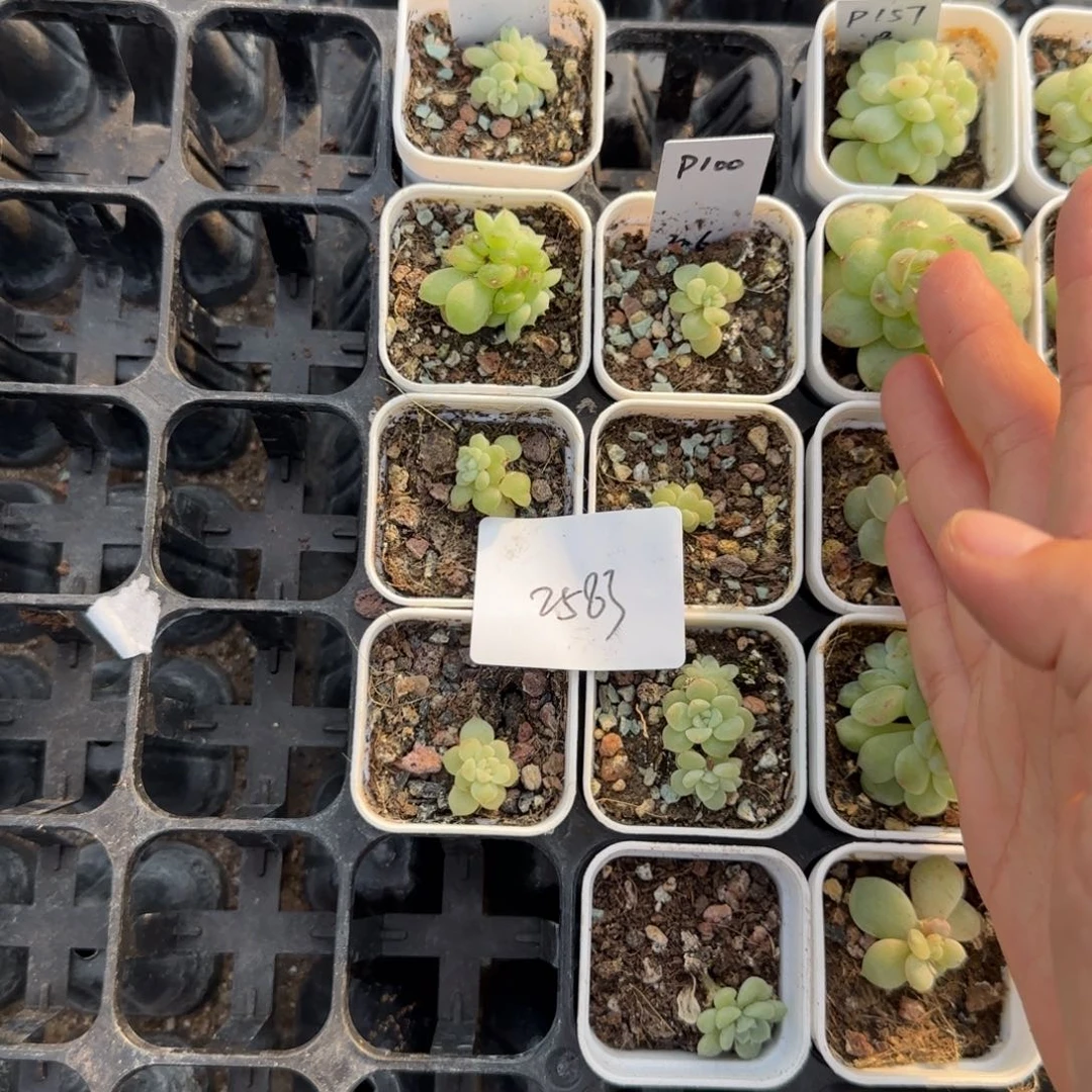 2583 号P100满20包邮