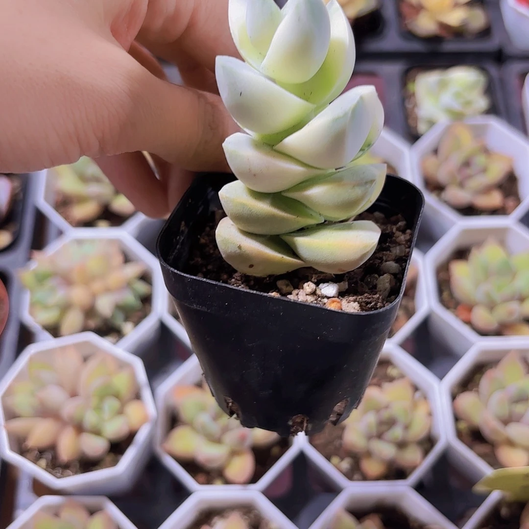 精品季之川锦多肉植物