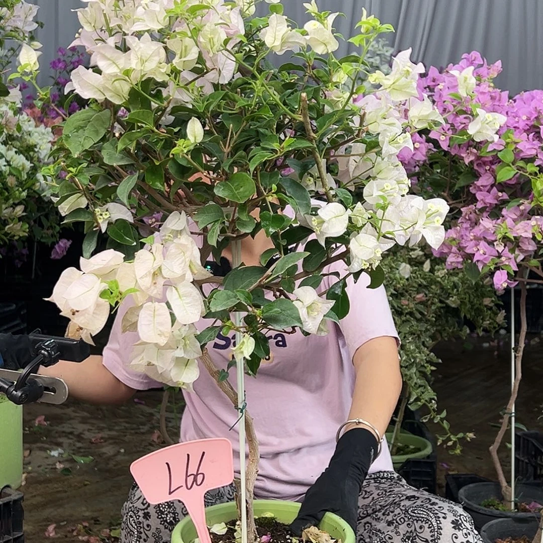 芜***飞大部分花苞少量开放L66苹果花
