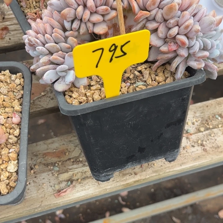 宝***醒795 085588855577565585