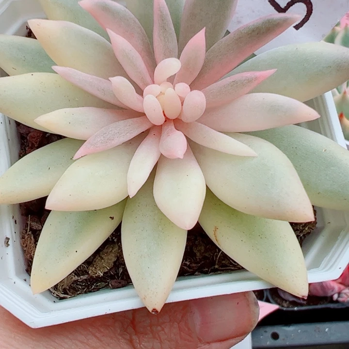 红蜻蜓锦多肉植物539