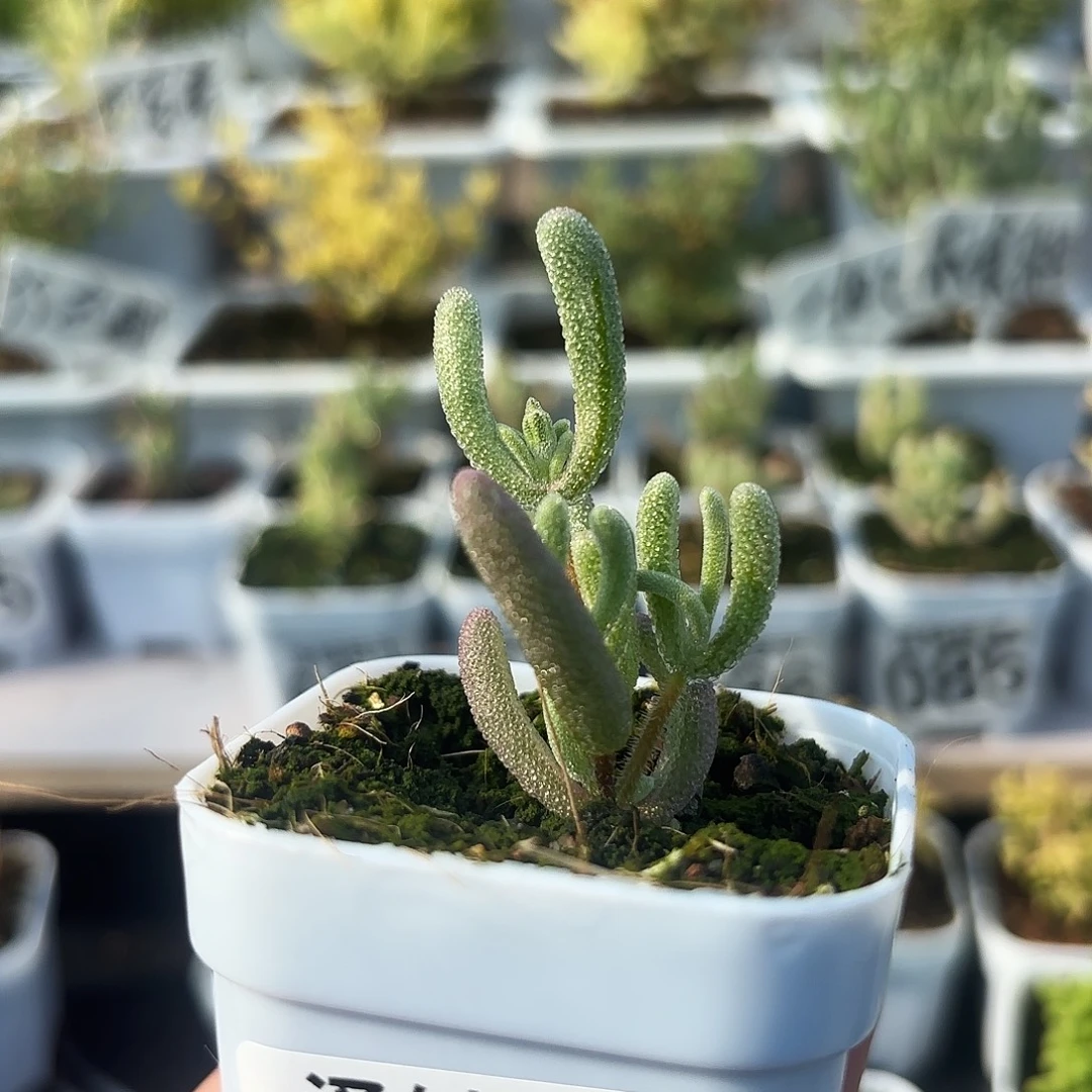 089枝干番杏拉丝紫闪光