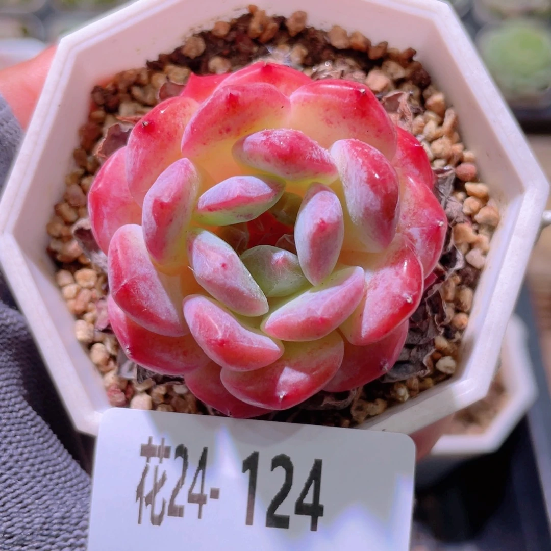 花利美24-124颜霜
