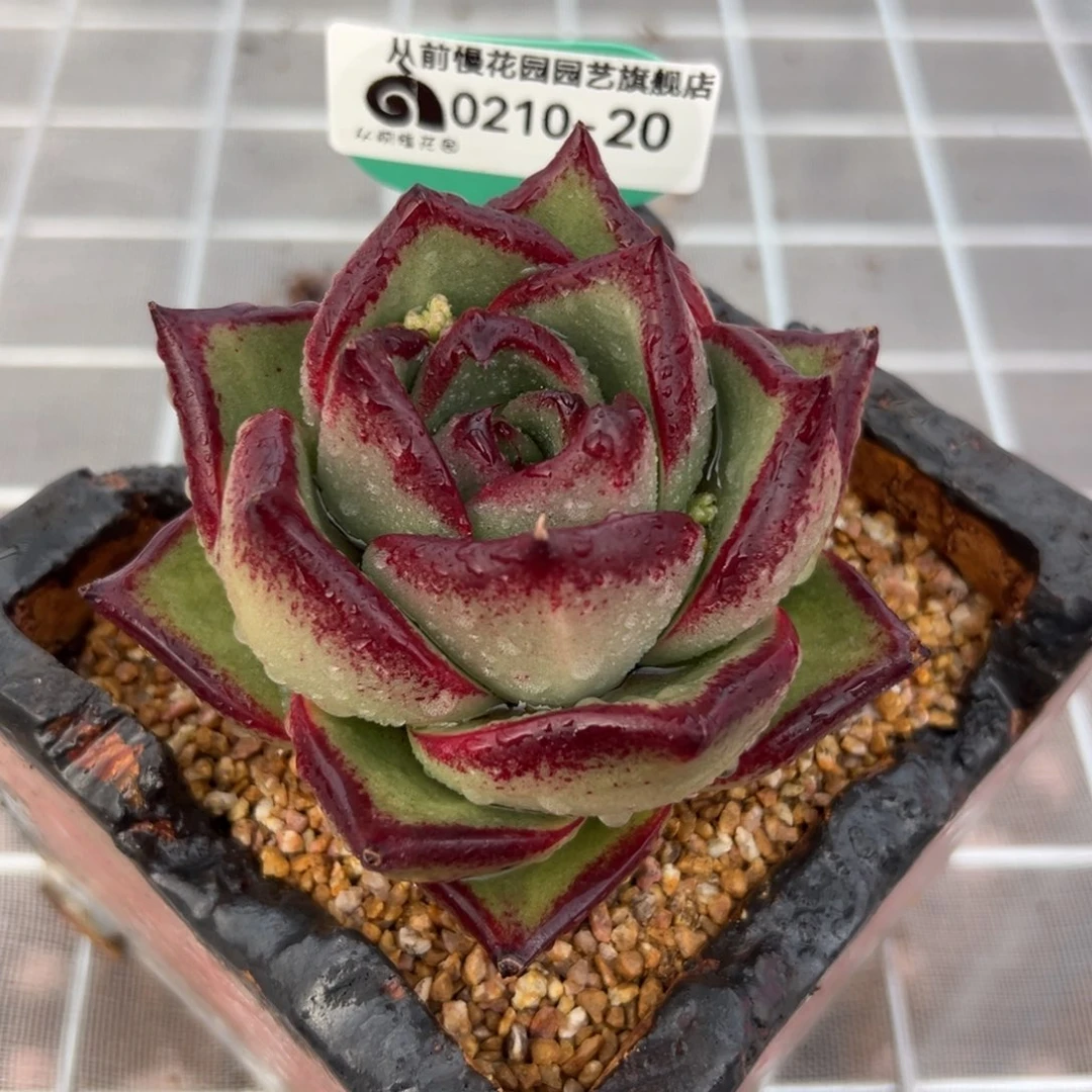 多肉一物一拍0210-30