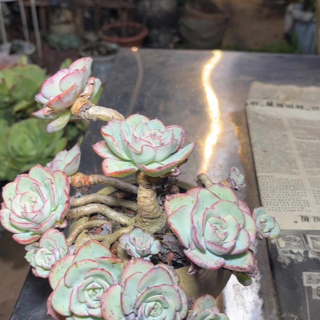 新疆西藏内蒙不包邮，奶油黄桃