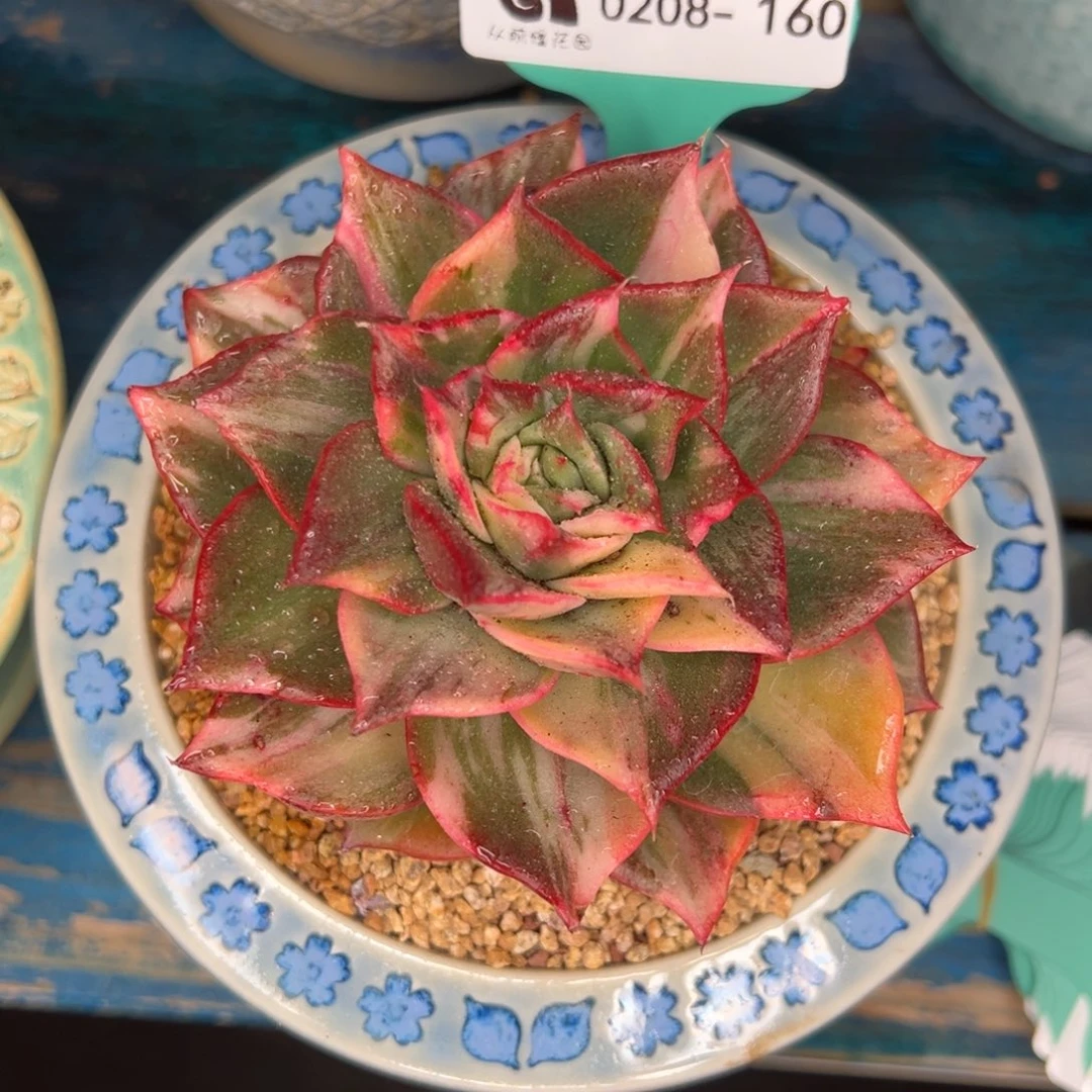 从前慢多肉精选编号0208.160