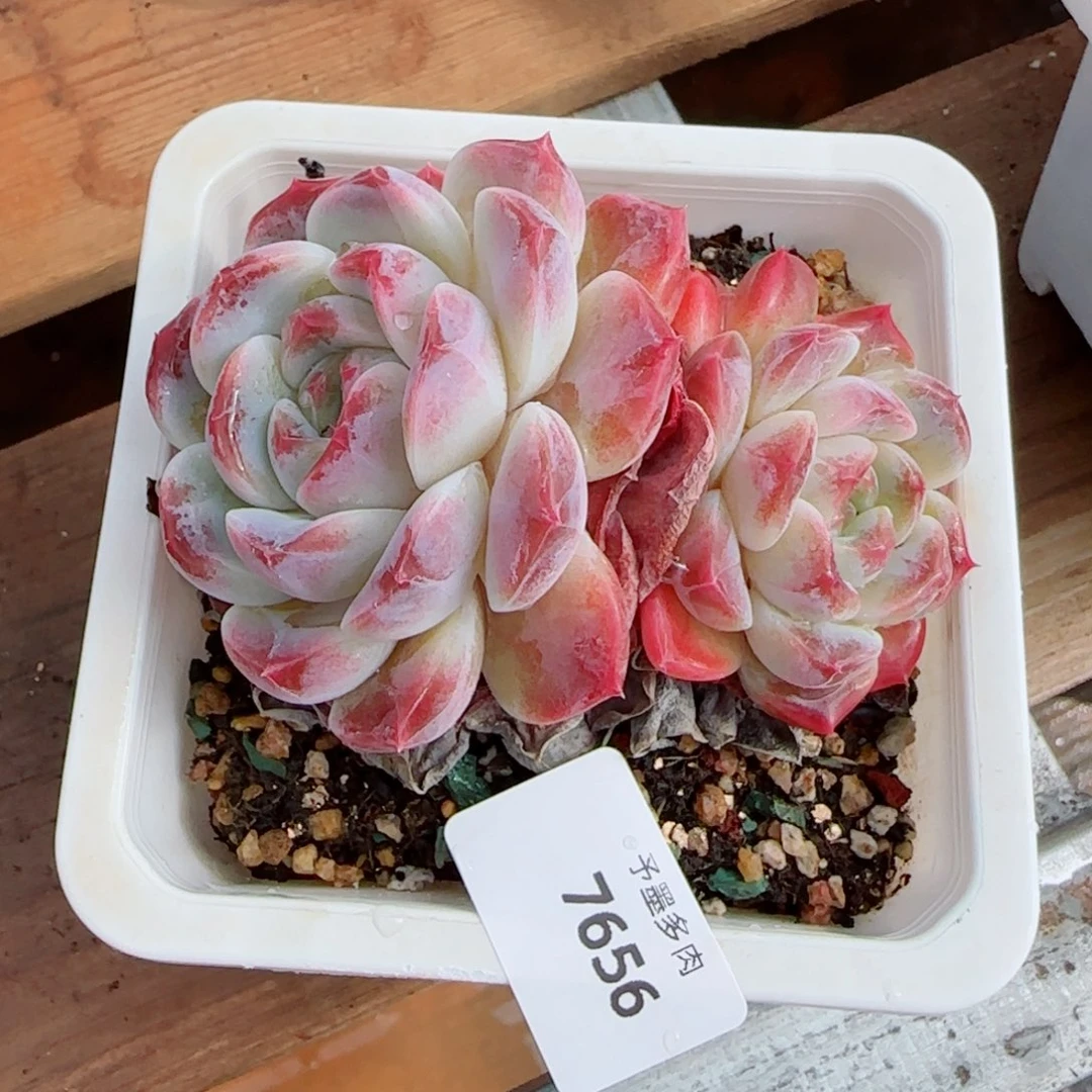 母本冰魄，7656多肉植物