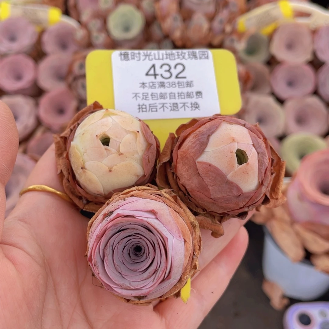 山地玫瑰432满38包邮裸根发货