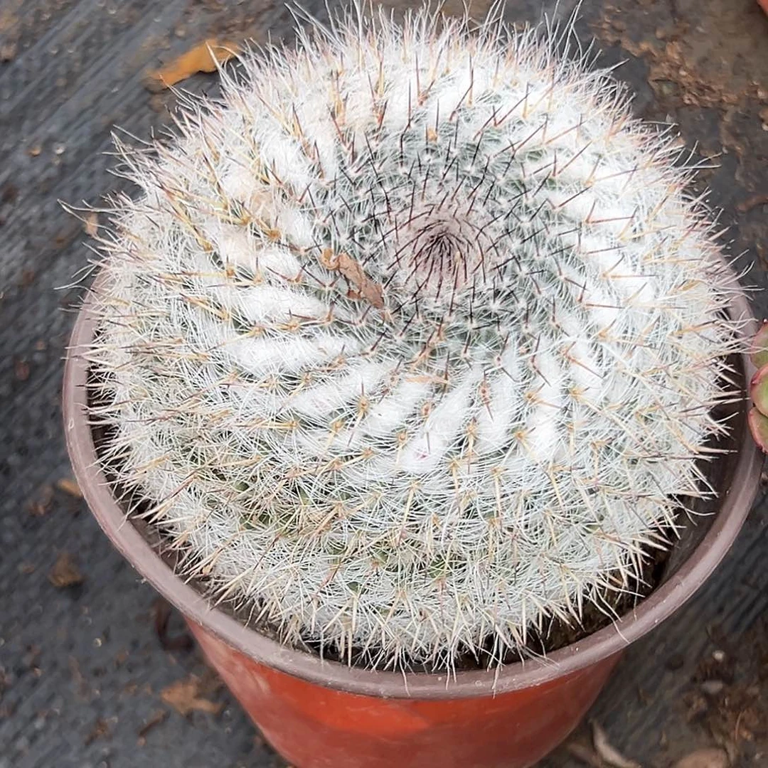 多肉植物玉翁球球