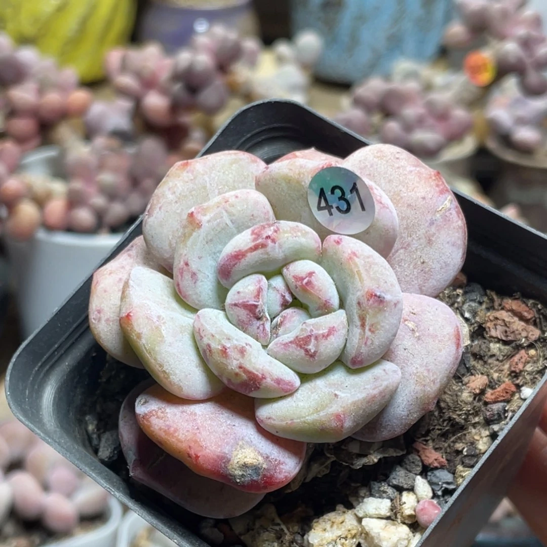 橙梦露石化锦多肉植物