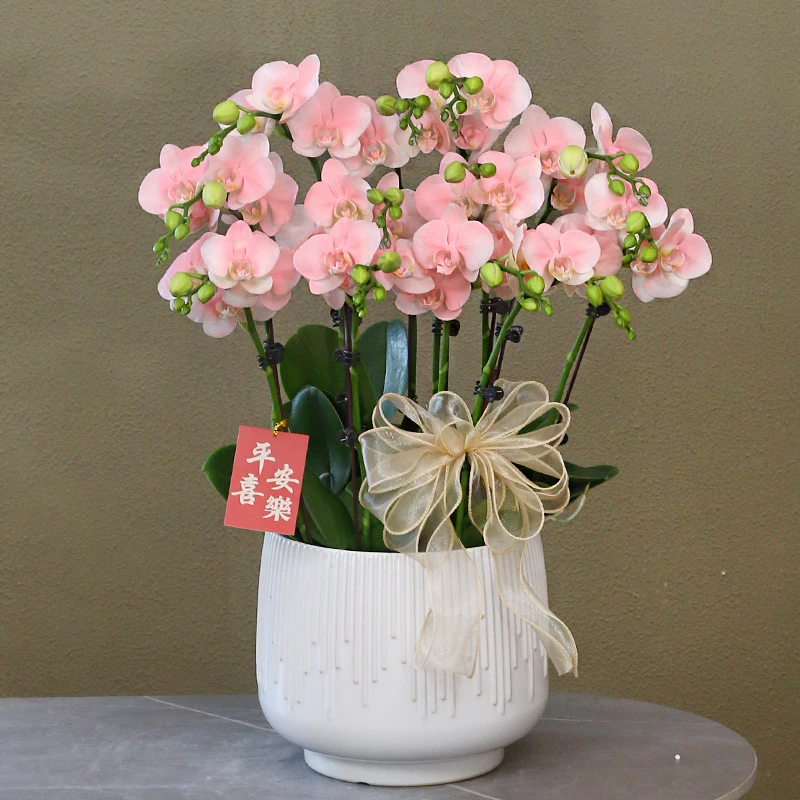 蝴蝶兰【火烈鸟】带花带盆组好发货活体喷色乔迁结婚送礼客厅装饰