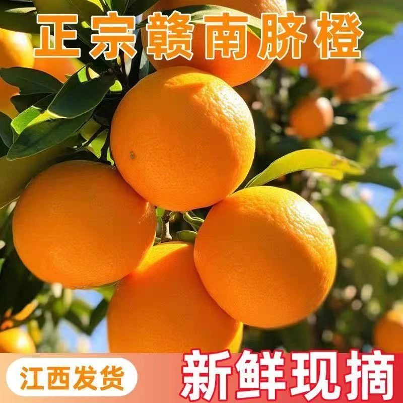 新鲜应季赣南脐橙皮薄肉厚香甜橙子