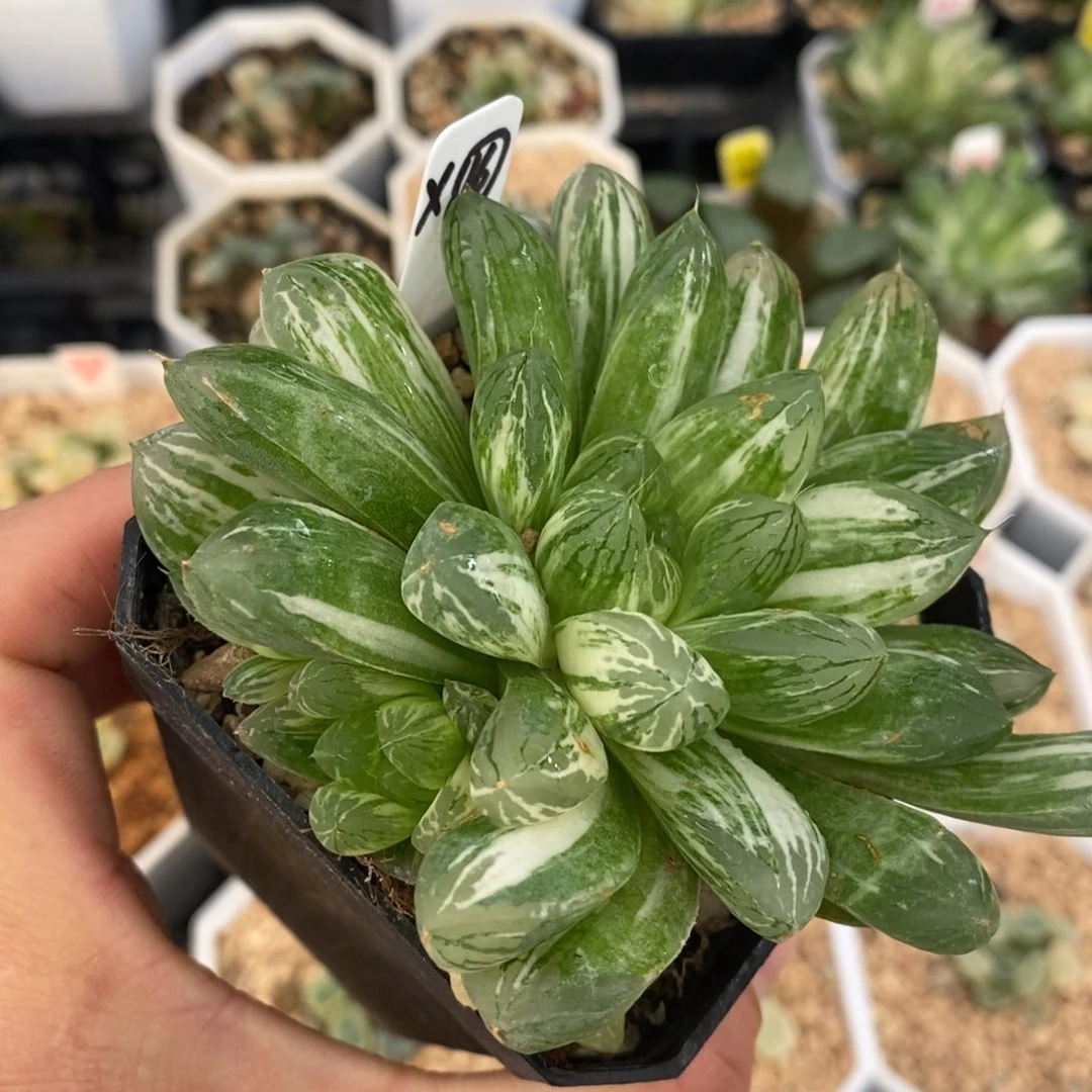 不开花植物16苏锦