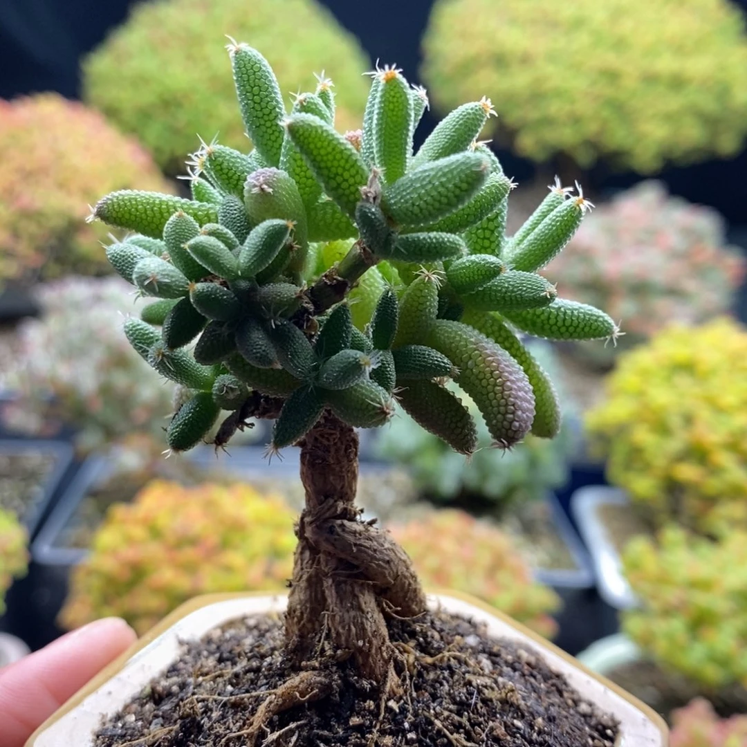 407玉米 。