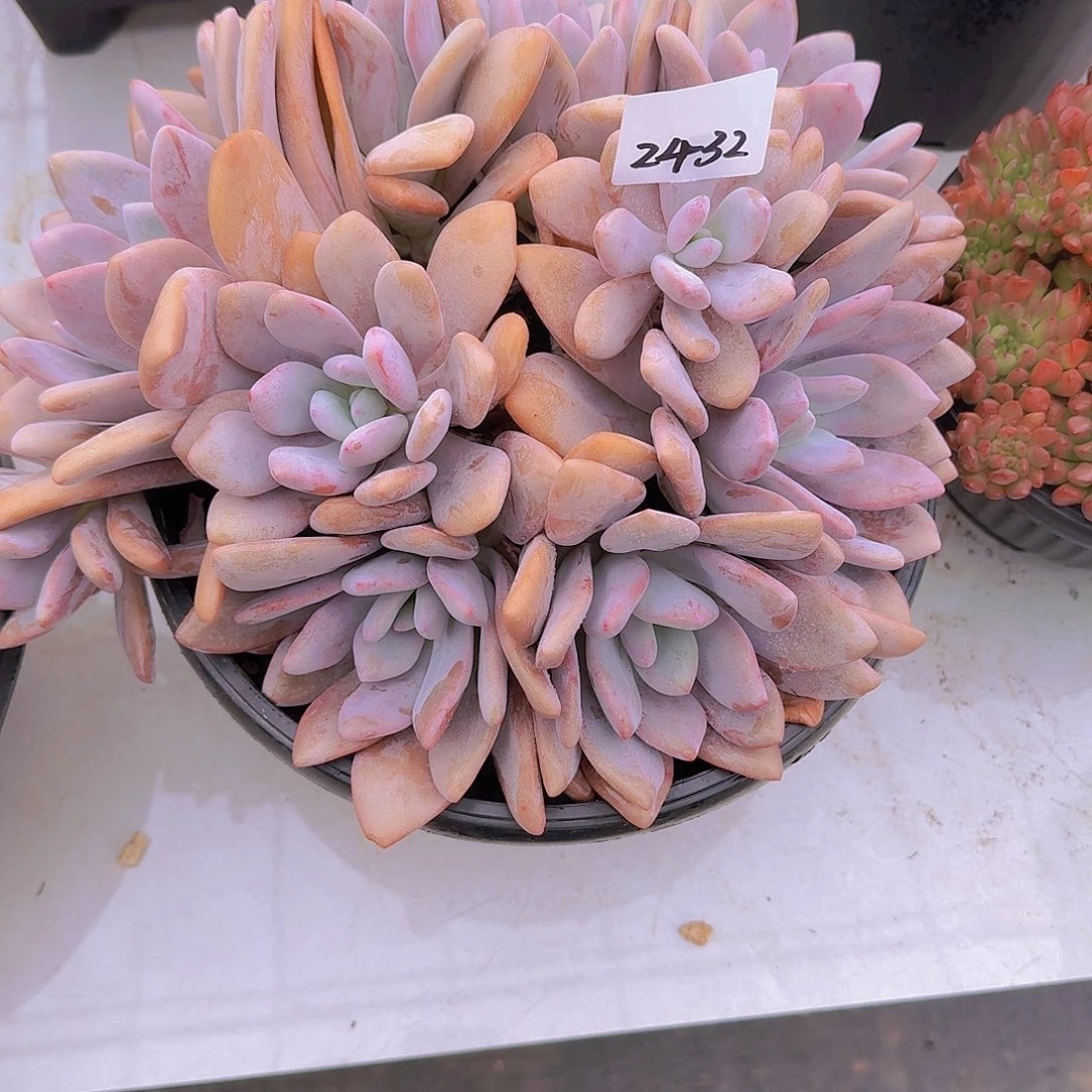 水***蓝2432粉兔多肉植物