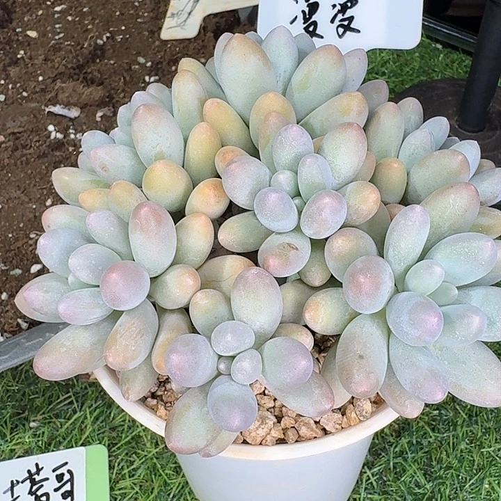 路***…漫漫多肉植物一颗汤圆