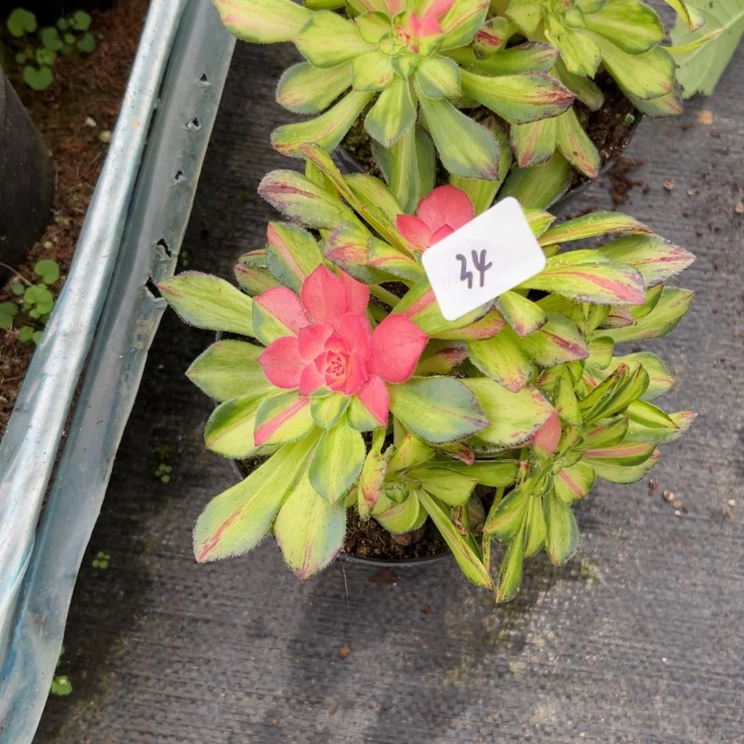 曼**华34知否多肉植物系