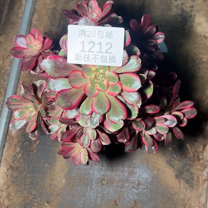 1212香奈尔多肉植物