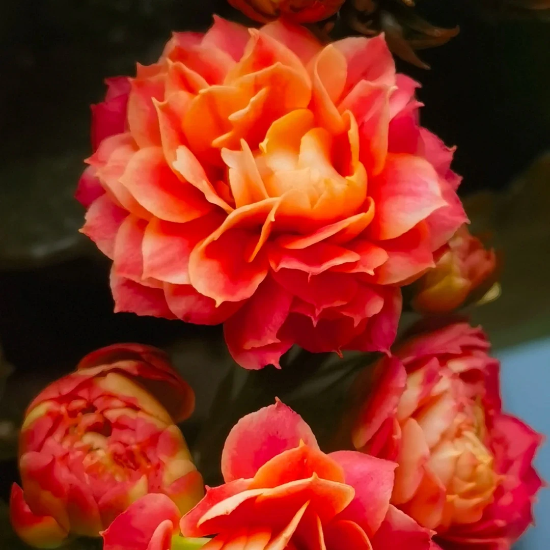 110杯【山茶花神】~稀有重瓣大花苞长寿