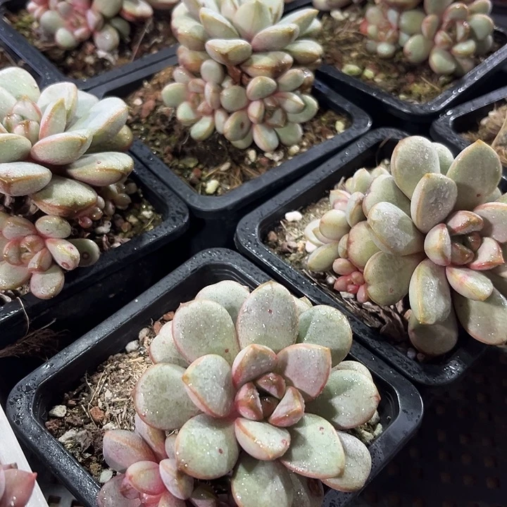 2棵精品葡萄多肉植物