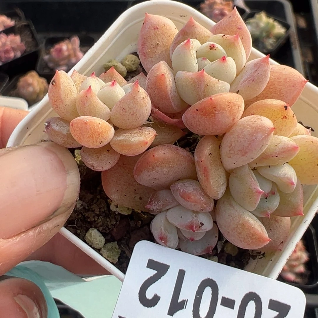 小卡拉米糖心一物一拍20-12