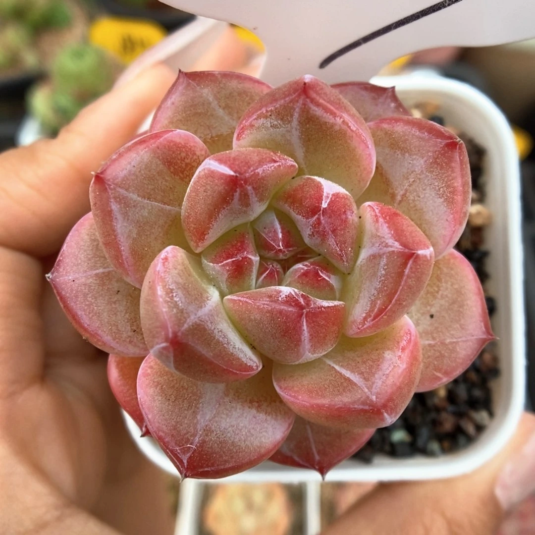 暗纹珍妮可拍609号。