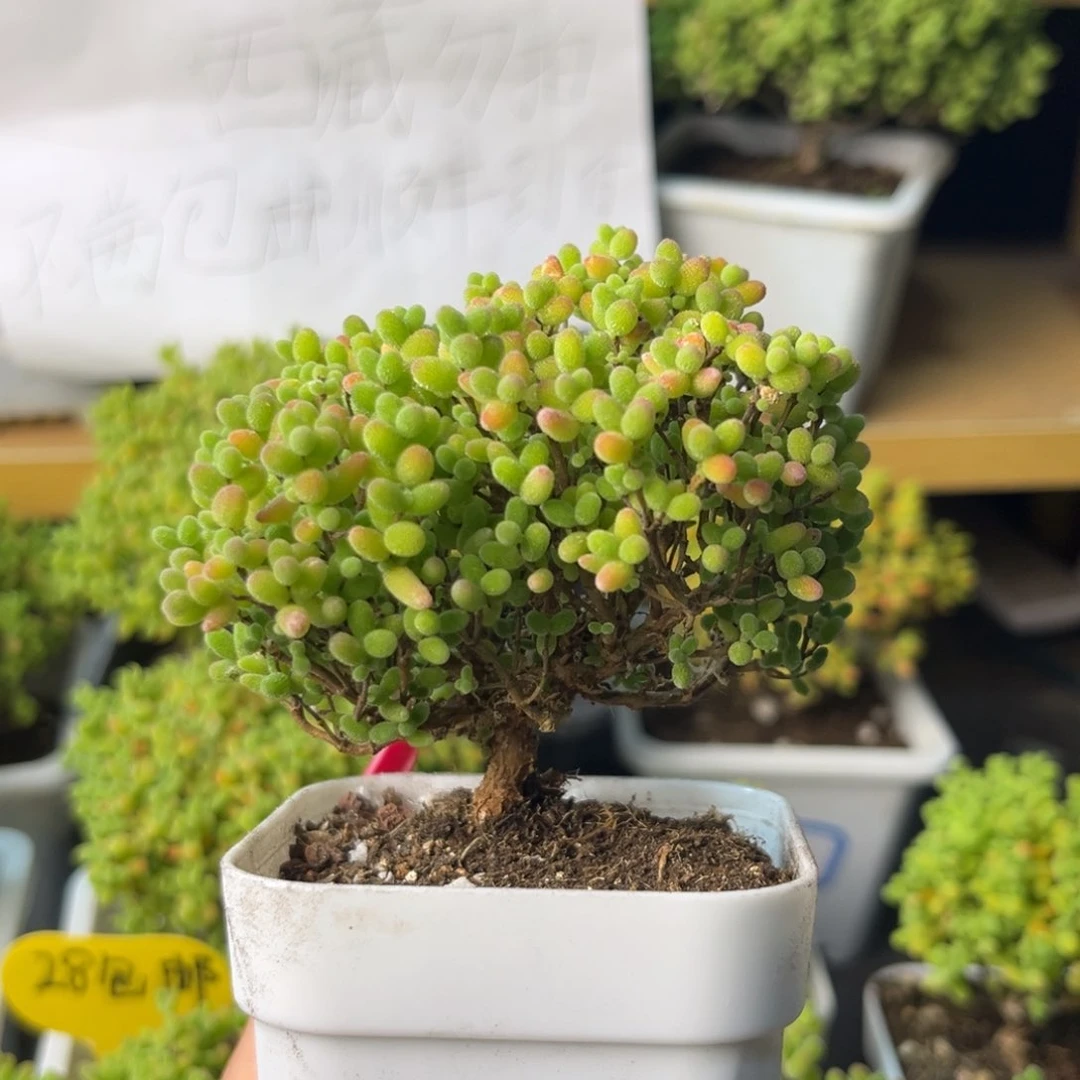 823蜜桔糖球小树。