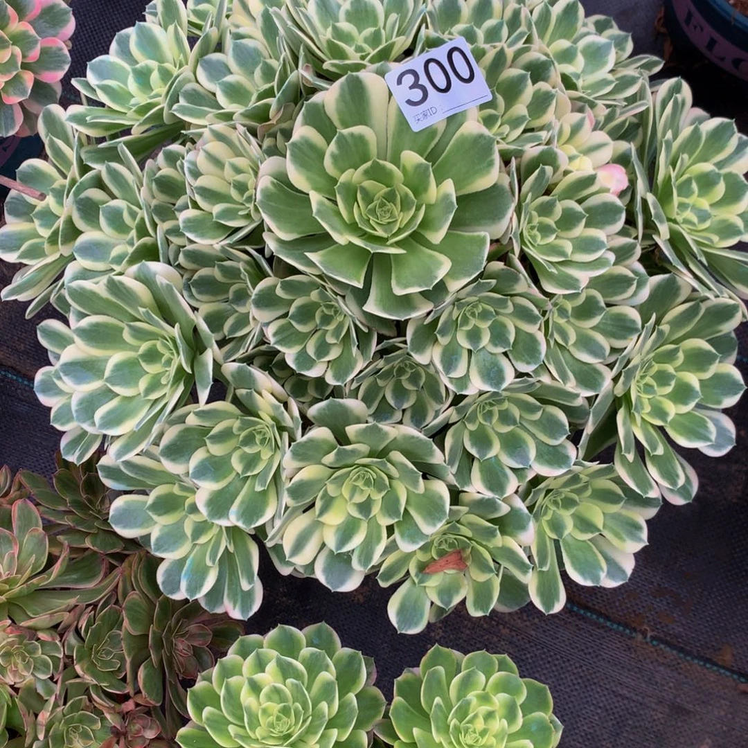 依***嫂法师多肉植物300白风