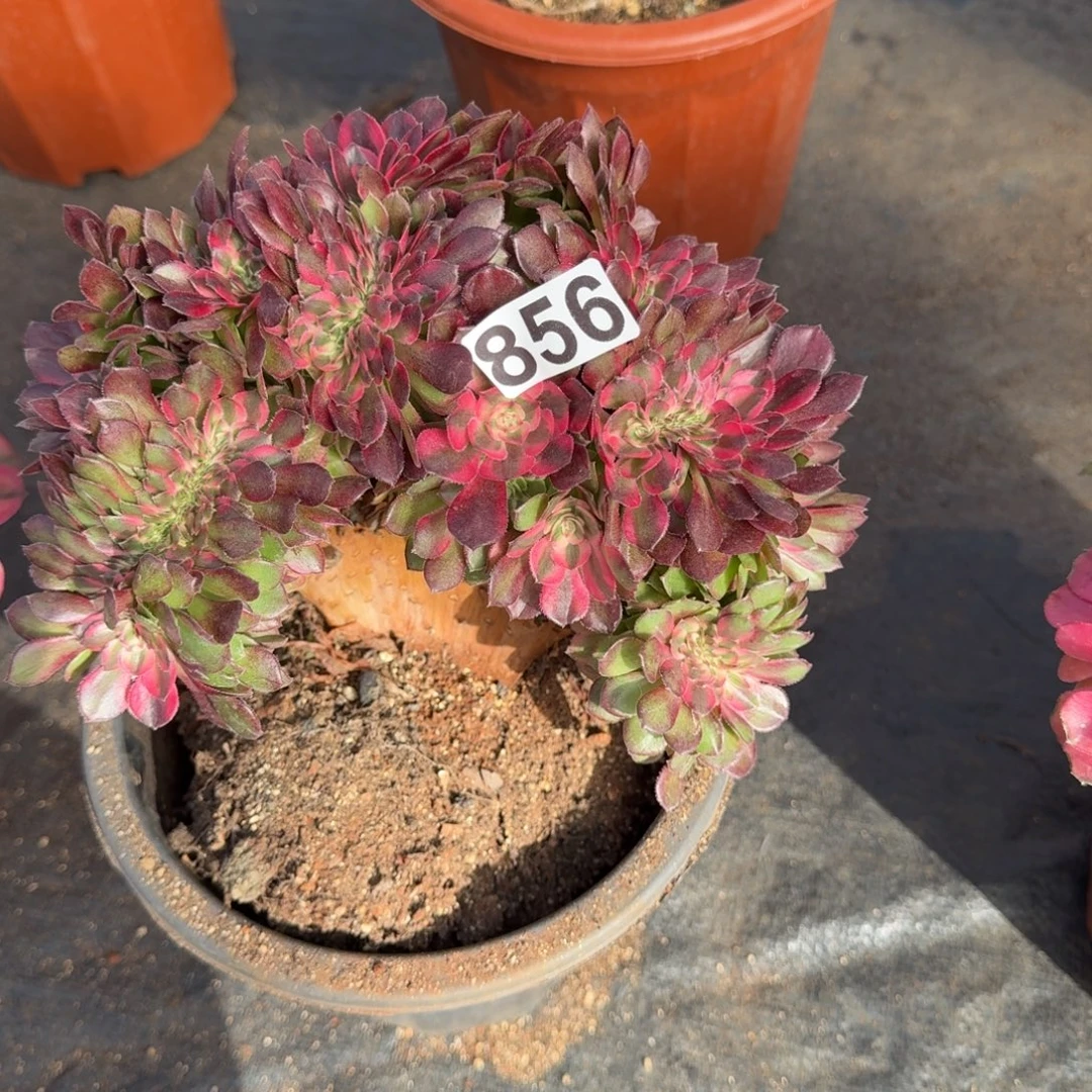 856多肉植物荔枝缀