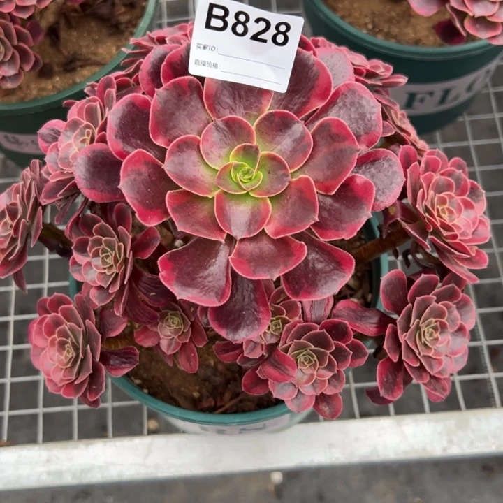 828凤冠22厘米左右