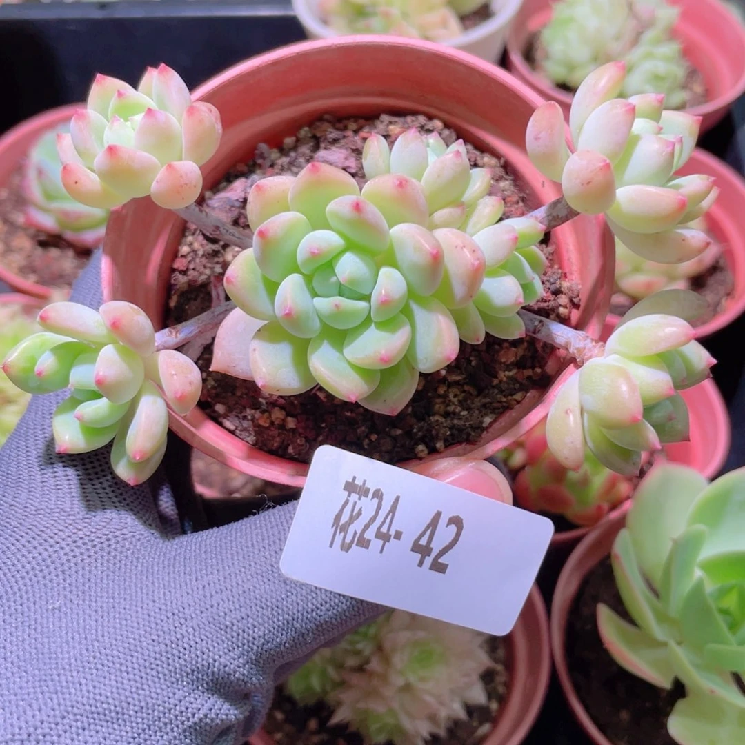 花利美24-42洛丽塔