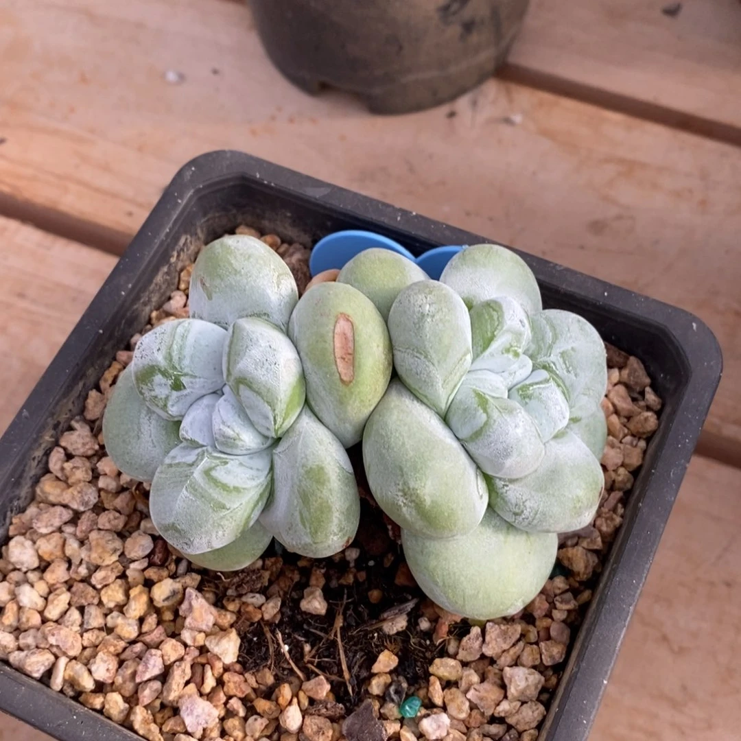 双头丸叶拇指满根可发