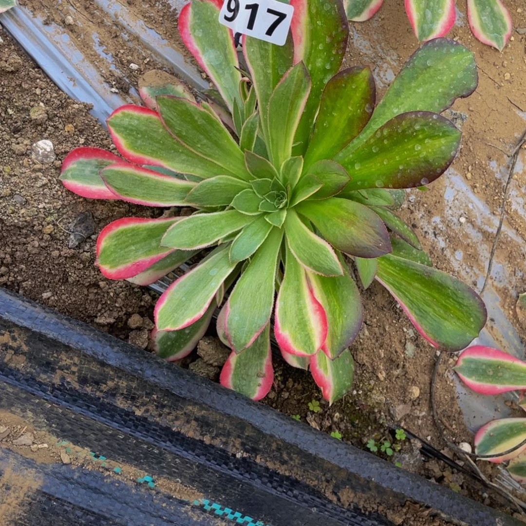 917男神多肉植物们