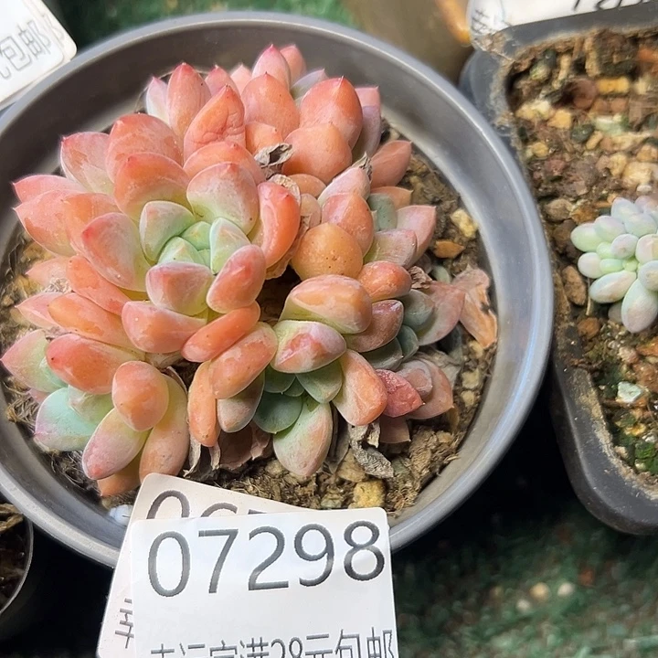 幸运的是我还在幸运
