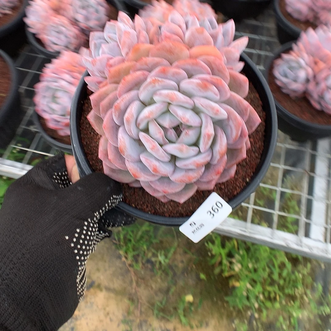 360梦露多肉植物666