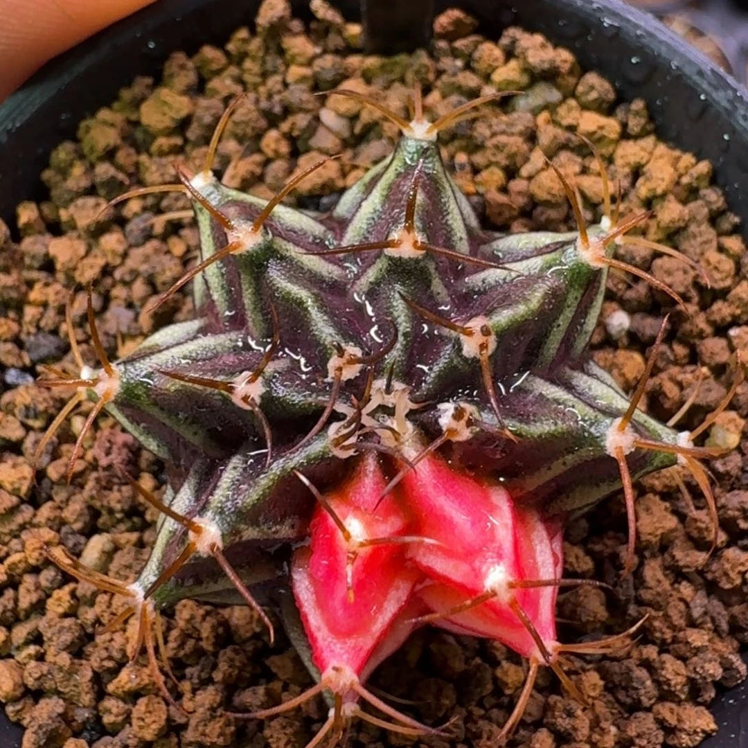 米哈洛维奇仙人球289