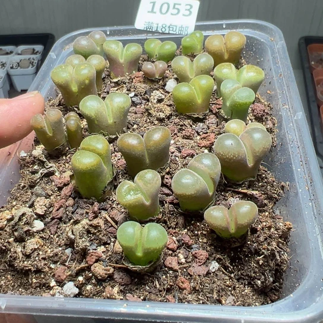 【闪购商品】 1053。