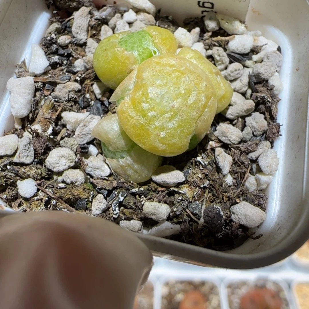 肉锥多肉植物百科4-青团277