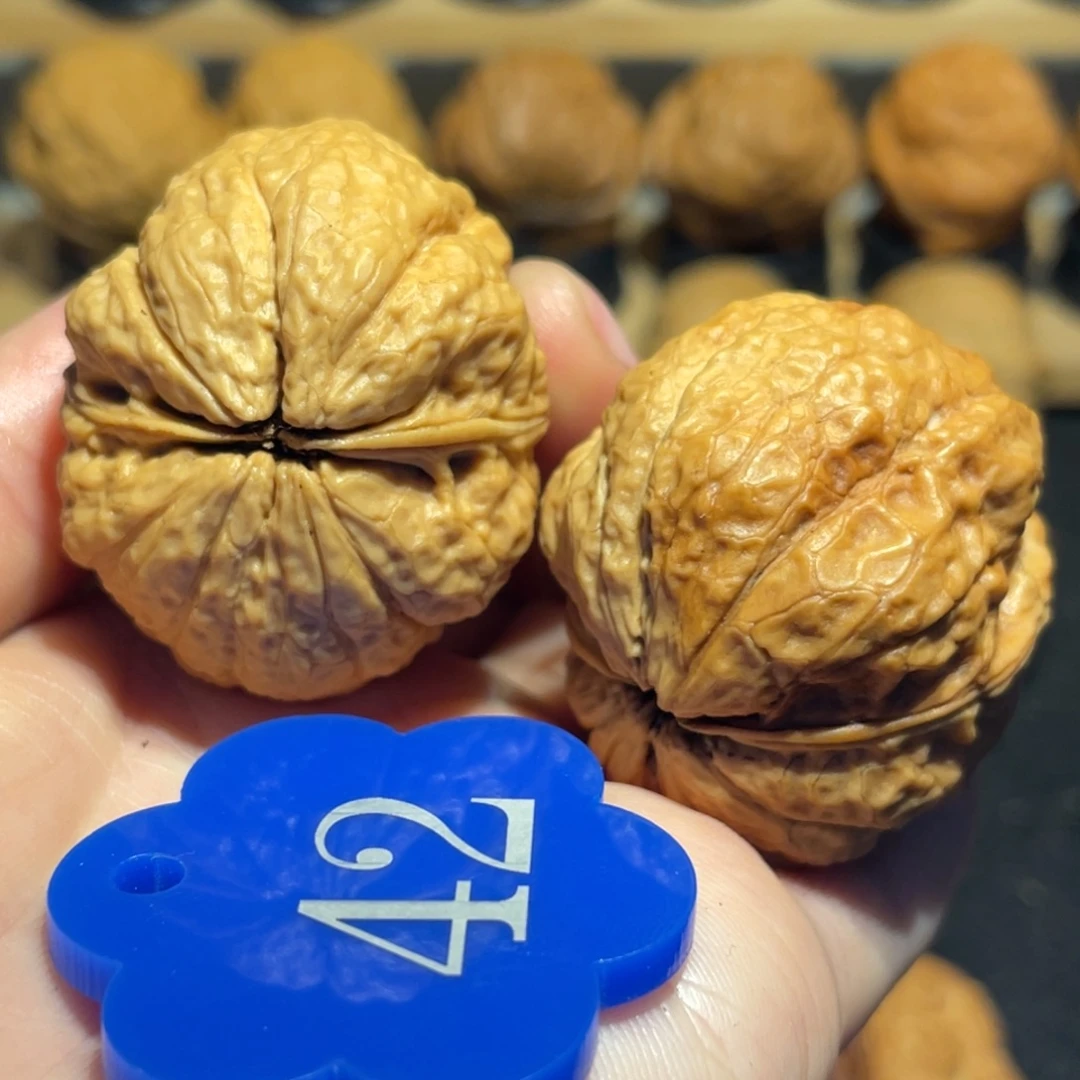 菊花金蟾核桃带彩39