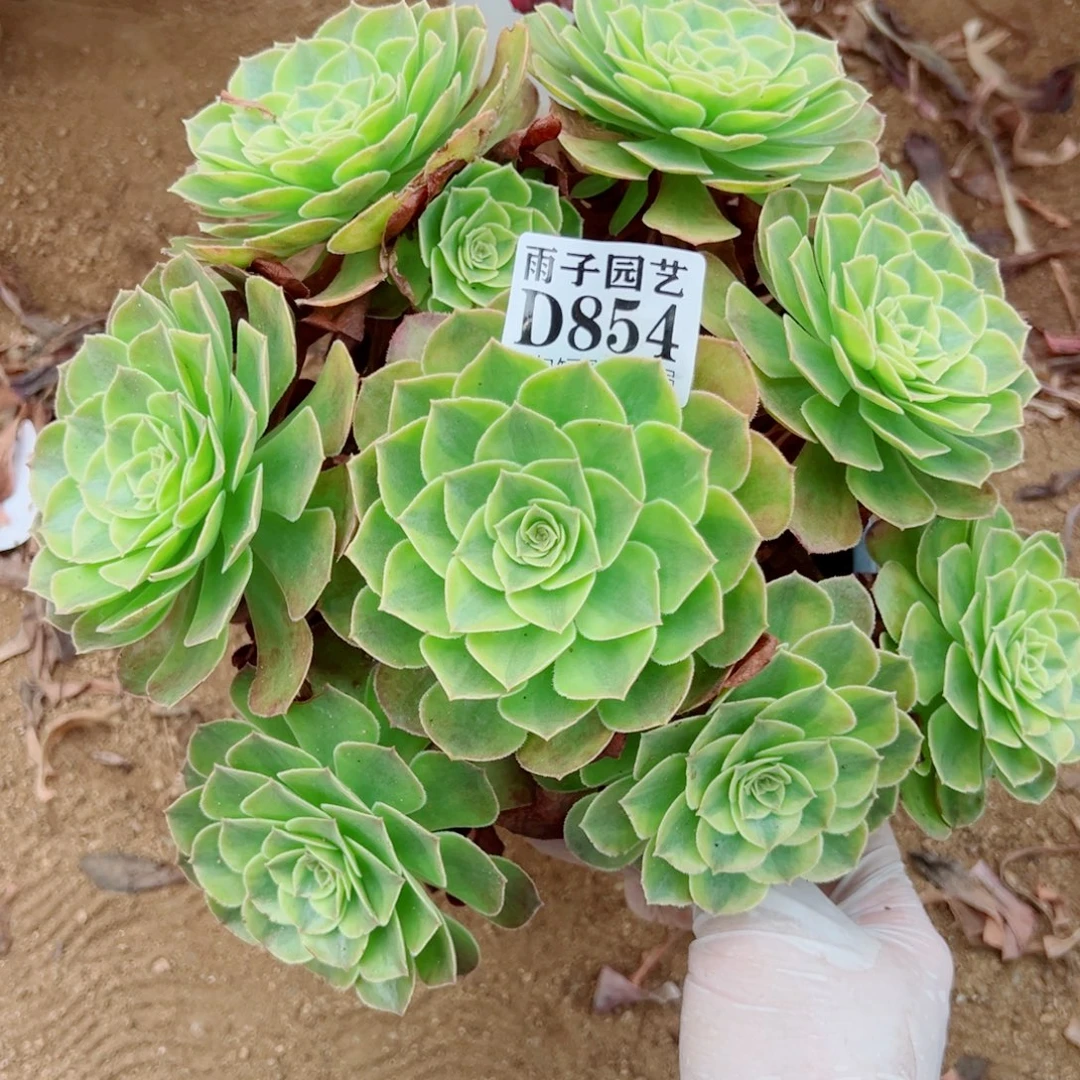 854雨荷尺寸20左右