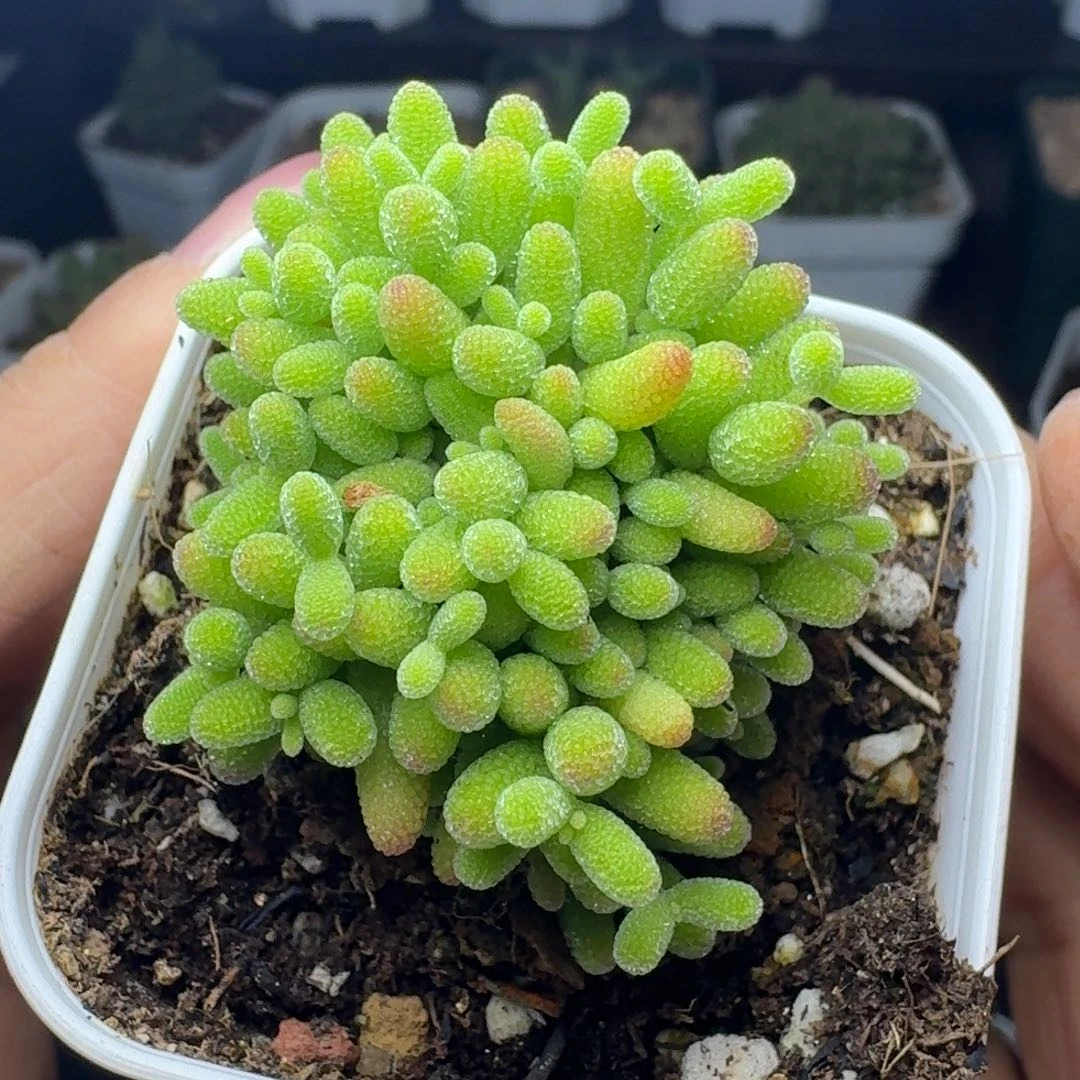 1196蜜橘糖球带盆土发货