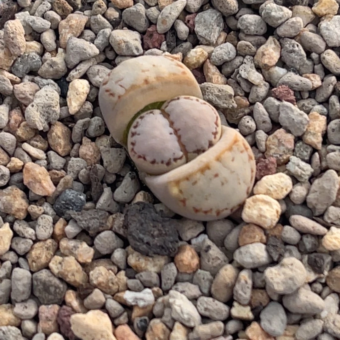 8808净窗糖霜饼干一颗