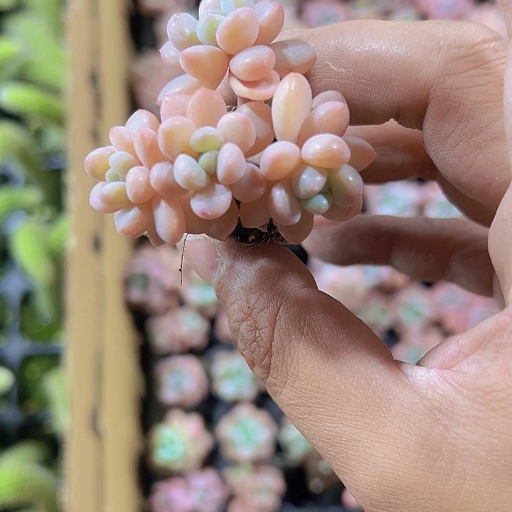 花斑鹿精品多肉植物