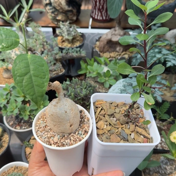 开***道白皮西番莲(泰国+簇生富贵花