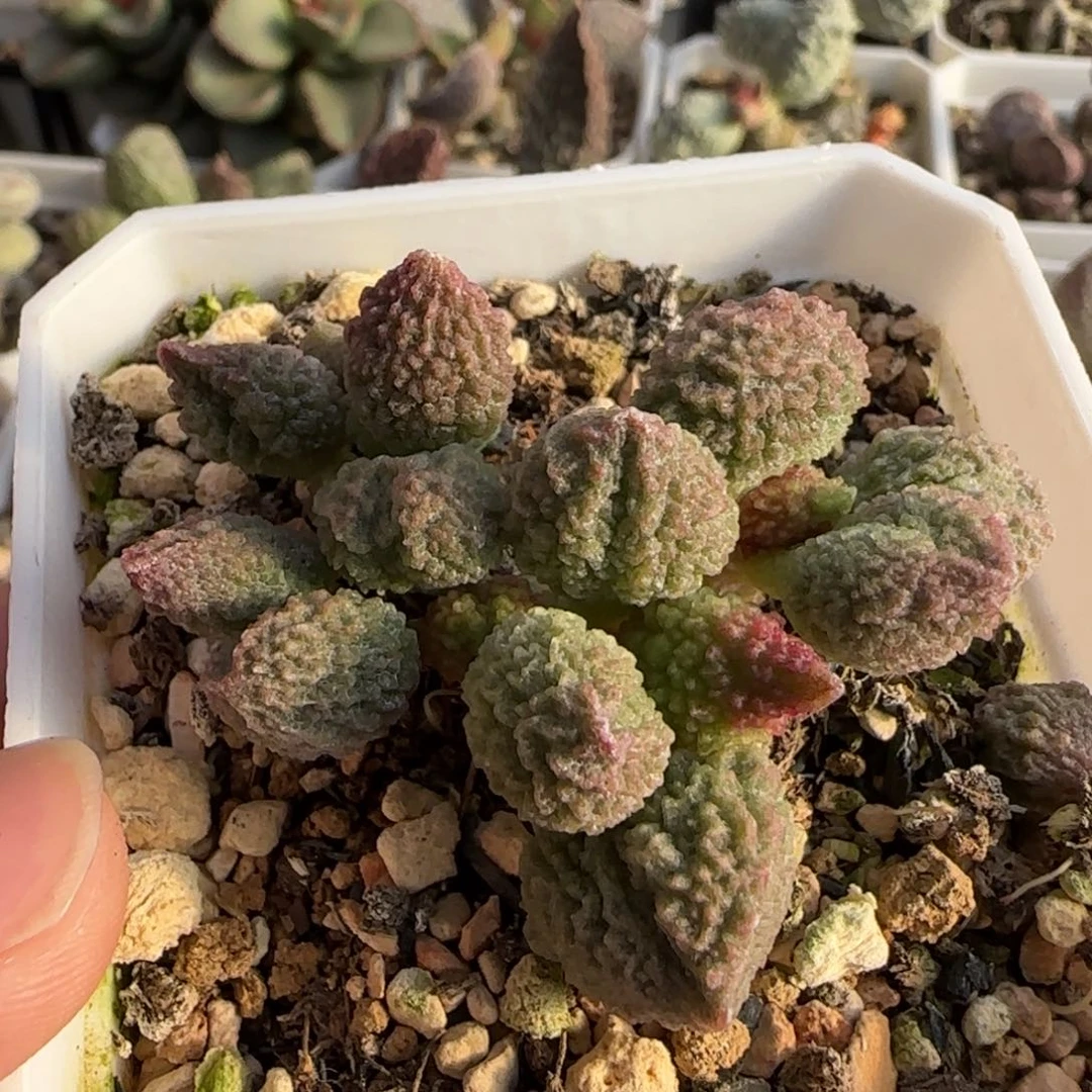 巧乐兹水泡多肉植物