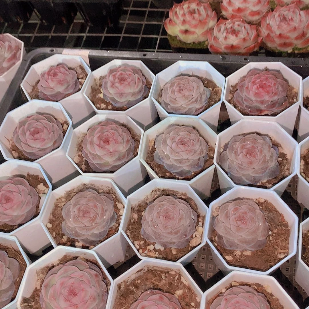 优选红暖234567889990000